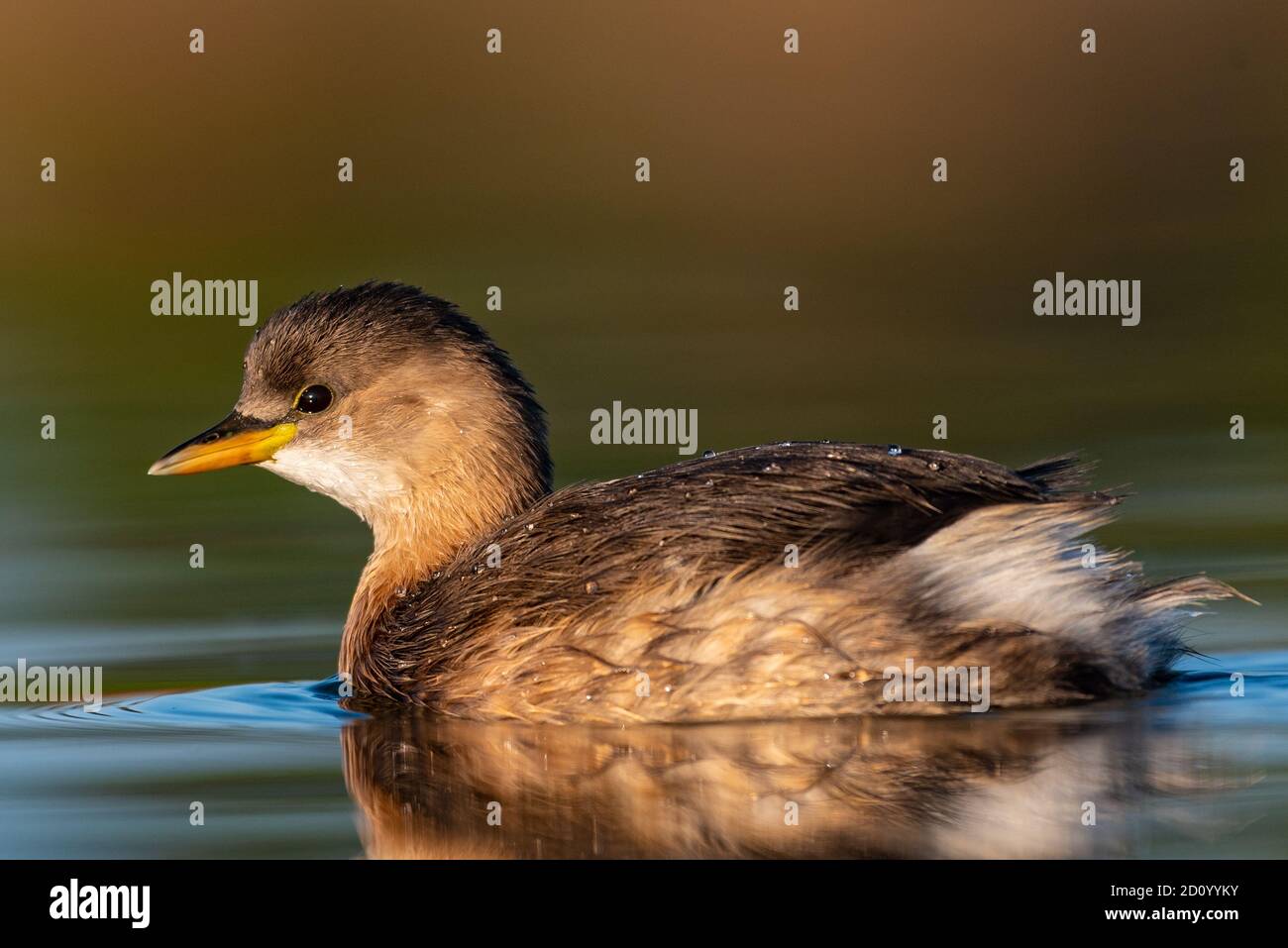 Eine kleine Ente, die ein Bad nimmt Stockfoto