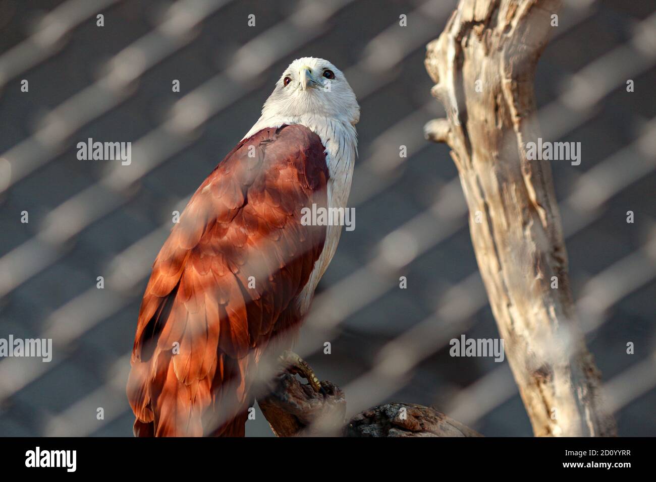 Rot-weiß gefärbter Greifvogel, der auf einem Baum dahinter thront Metallzaun Stockfoto