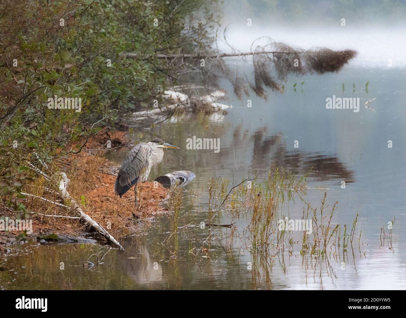 Großer Blaureiher Vogel wartet auf Fische vorbei In ruhigen Herbstmorgen am See Stockfoto