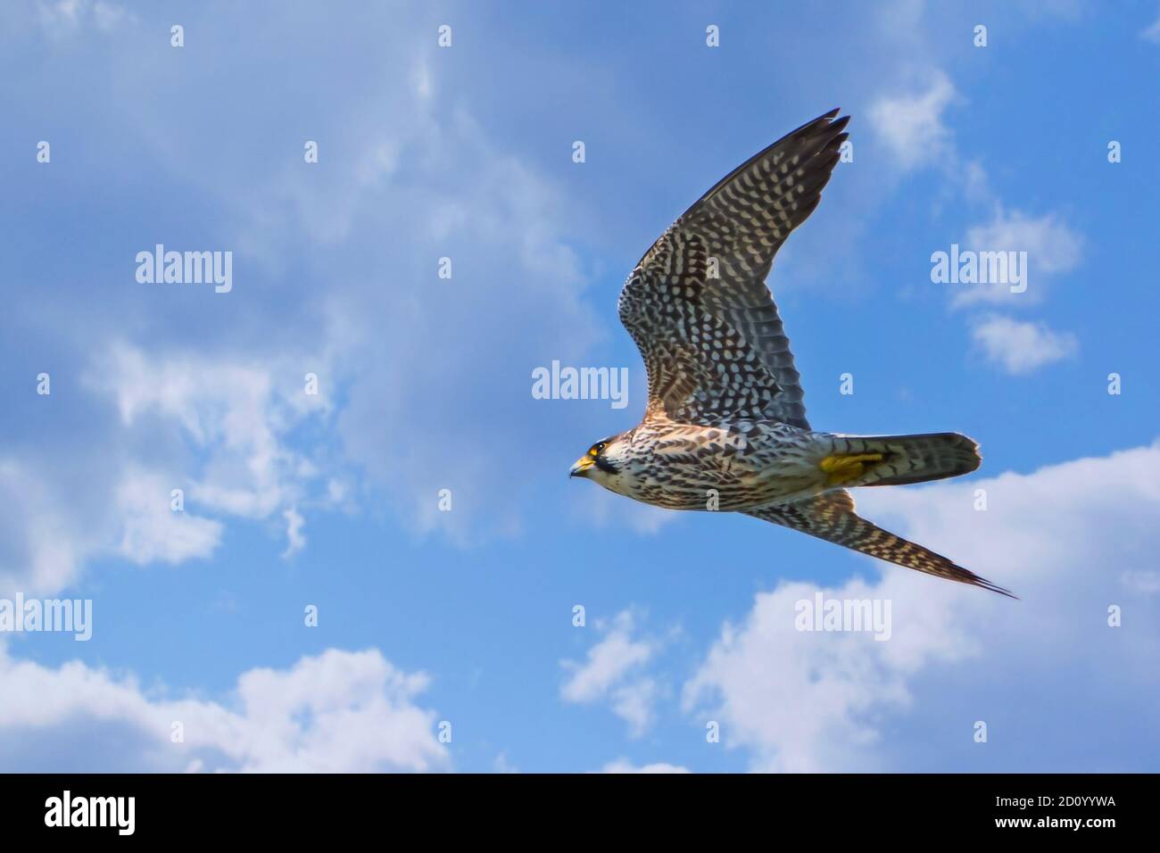 Nahaufnahme von Pigeon Hawk im Flug Stockfoto Nahaufnahme von Pigeon Hawk im Flug Stockfoto