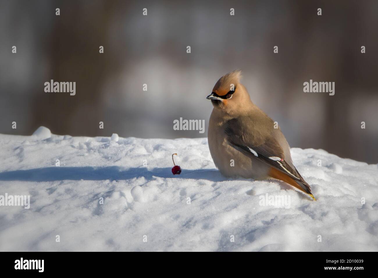 Böhmischer Wachsflügelvogel mit roten Früchten auf Schnee Stockfoto