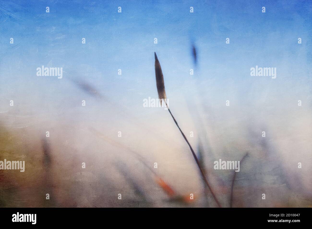 Künstlerische Sicht auf Moos Sporen Kapseln Welt Stockfoto