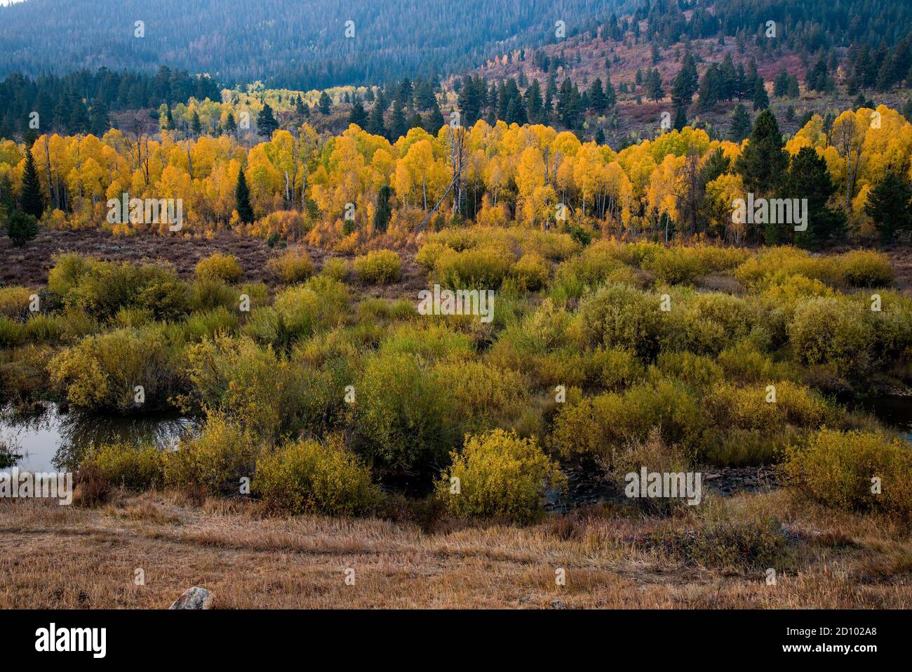 Golden quaking Aspen, Bergwiesen, und kleinen Bach. Der Herbst erfreut unsere visuellen Sinne und zaubert Gefühle von Nostalgie und Ruhe. Stockfoto