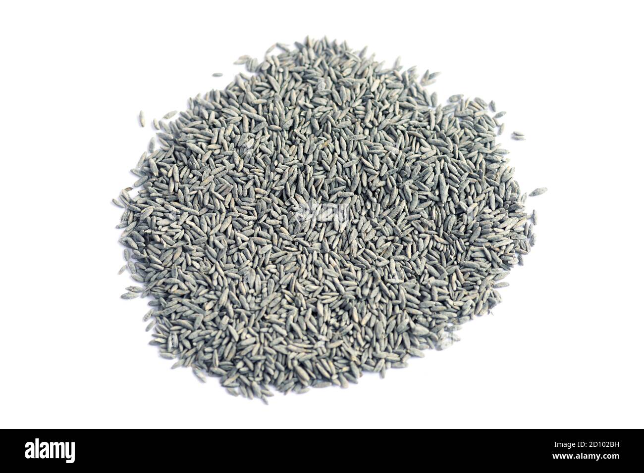 Beschichtetes Gras Samen isoliert auf weiß für Patching oder ganze Rasen , selektive Fokus für Kopierraum im Hintergrund Stockfoto