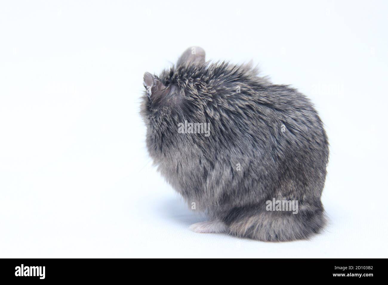 Fett grauen pelzigen Hamster isoliert auf weißem Hintergrund. Füttern Sie Haustiere mit Sonnensamen oder Zwerg. Niedlich und gesunde Erwachsene Hamster Stockfoto