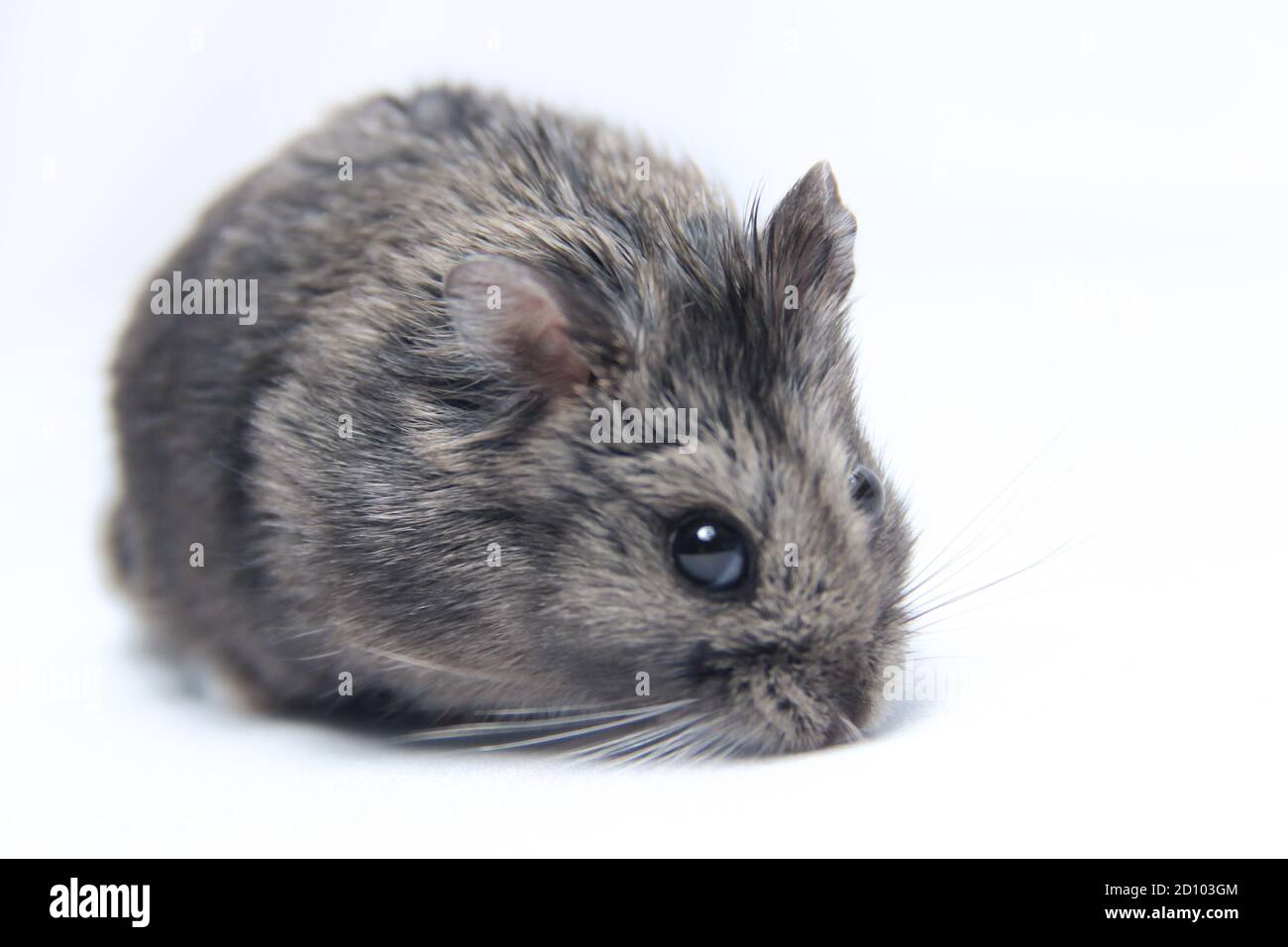 Fett grauen pelzigen Hamster isoliert auf weißem Hintergrund. Füttern Sie Haustiere mit Sonnensamen oder Zwerg. Niedlich und gesunde Erwachsene Hamster Stockfoto
