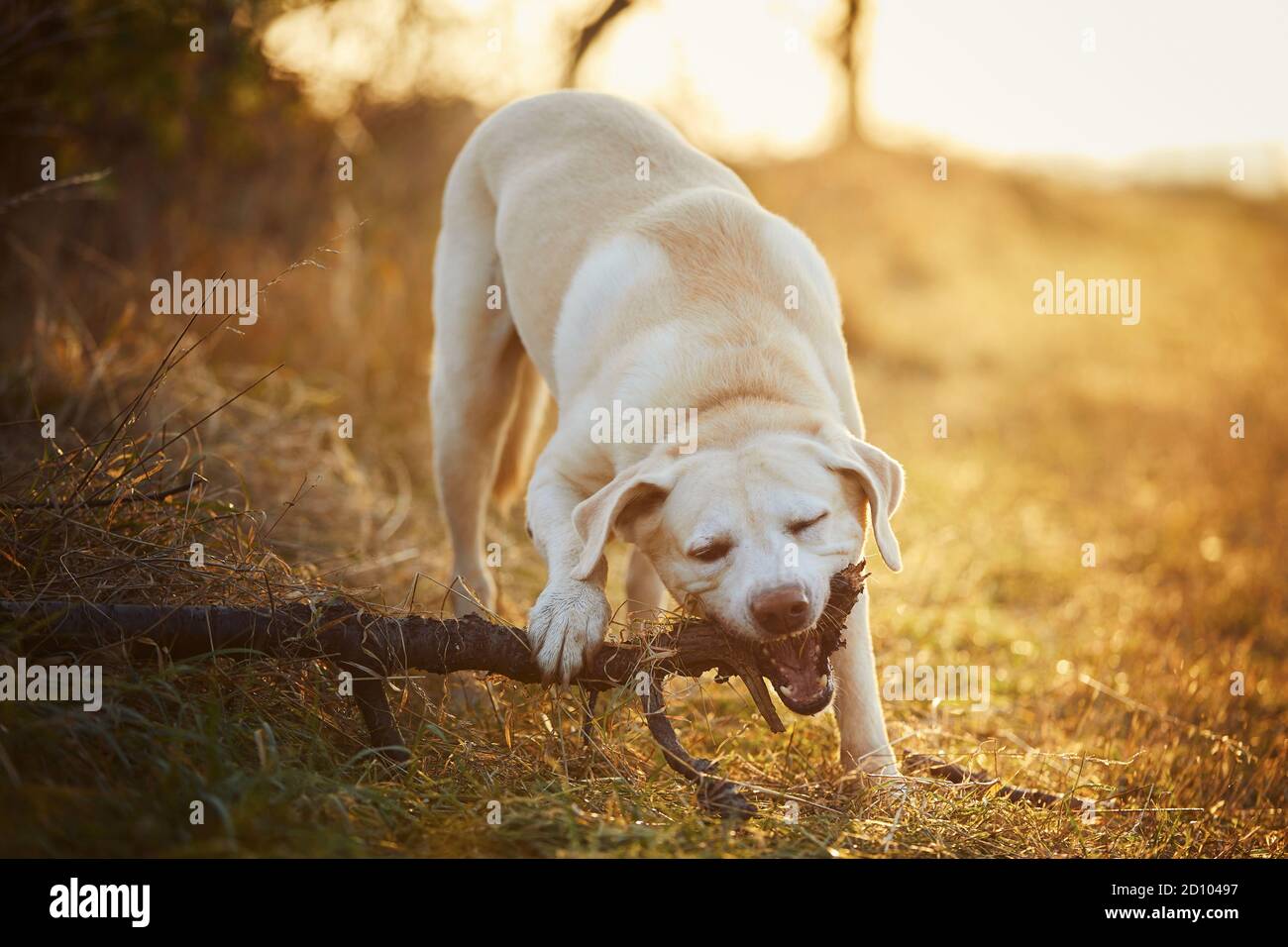 Verspielter Hund (labrador Retriever) beißt Stock im Gras während der Morgenspaziergang in der herbstlichen Natur. Stockfoto