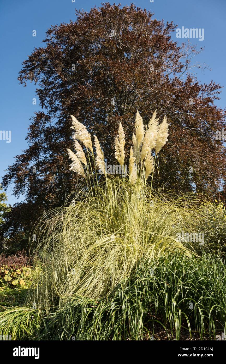 Pampas Gras in der Grenze bei Sir Harold Hiller Gardens In der Nähe von Romsey in Hampshire Stockfoto