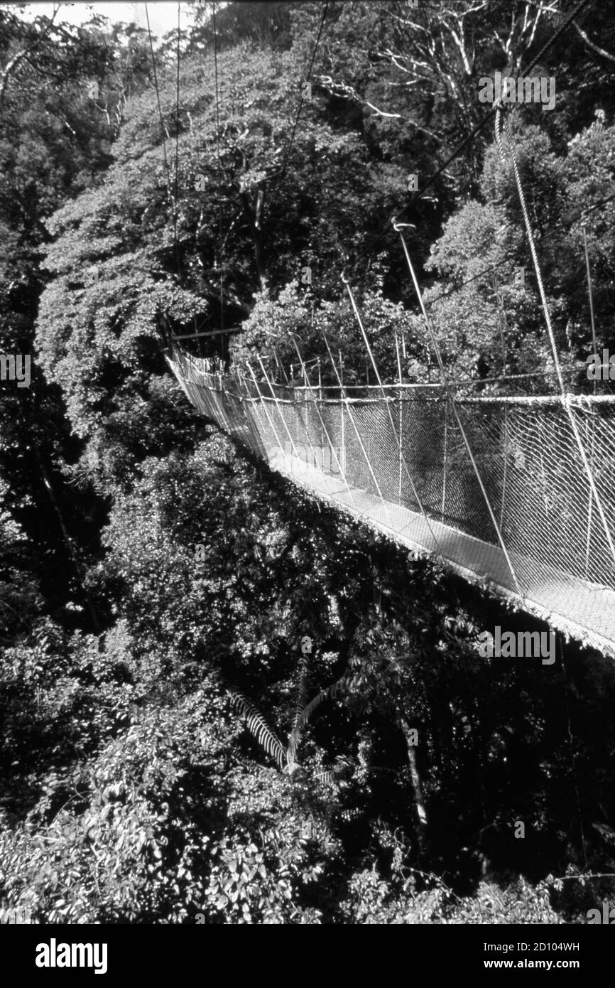 Malaysia: Der Regenwald-Spaziergang auf den Hängebrücken im Taman Negara Nationalpark ist eine Touristenattraktion Stockfoto