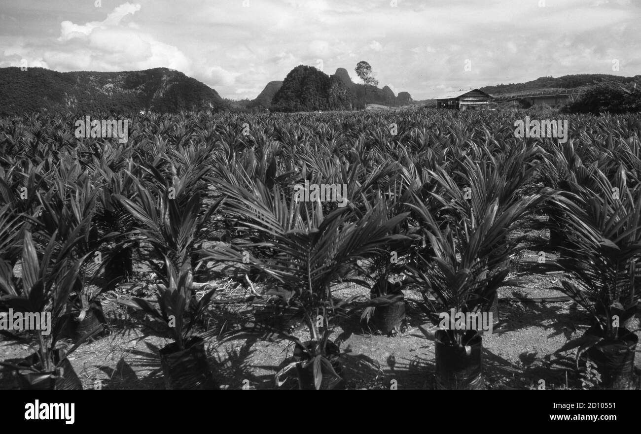 Malaysia: Palmölplantage in Sarawak auf der Insel Borneo, wo vor der Urwald zerstört wurde. Stockfoto
