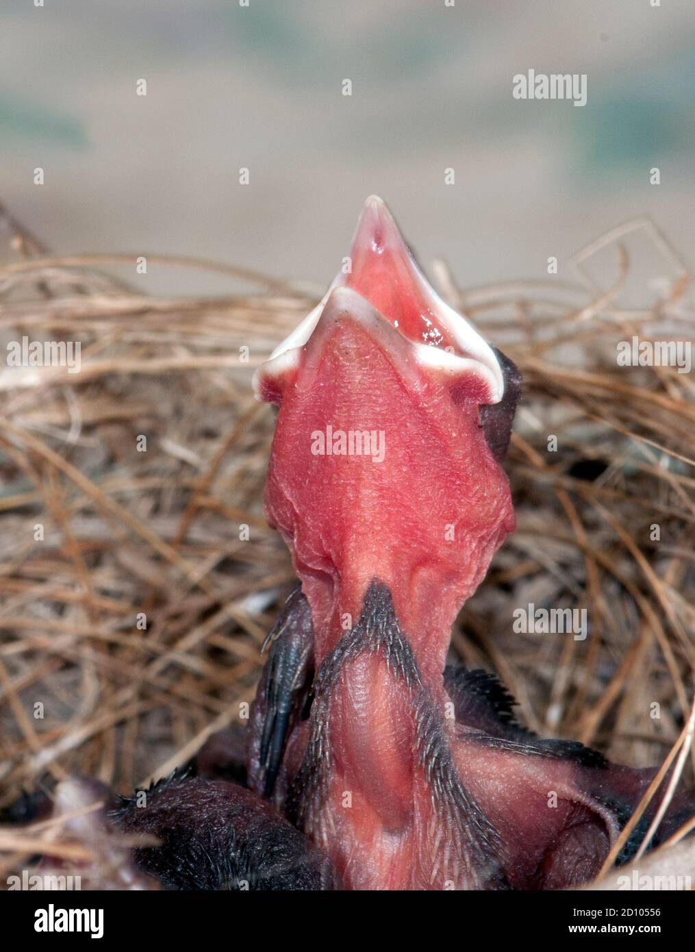 Hungriges Küken öffnet seinen Mund für Nahrung im Nest Stockfoto