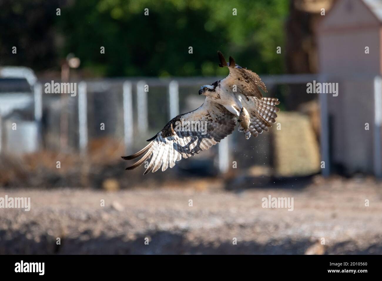 Fischadler fliegt aus dem Wasser mit einem Fisch, den er gefangen Stockfoto