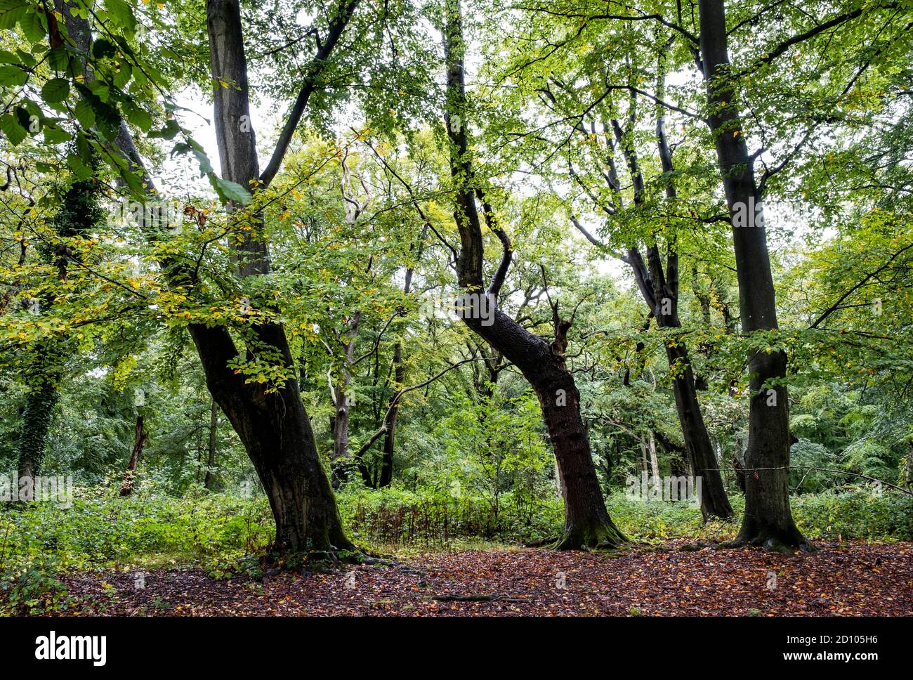 Eine Herbstwaldszene, die hauptsächlich Buchenbäume zeigt, Worcestershire, Großbritannien. Stockfoto