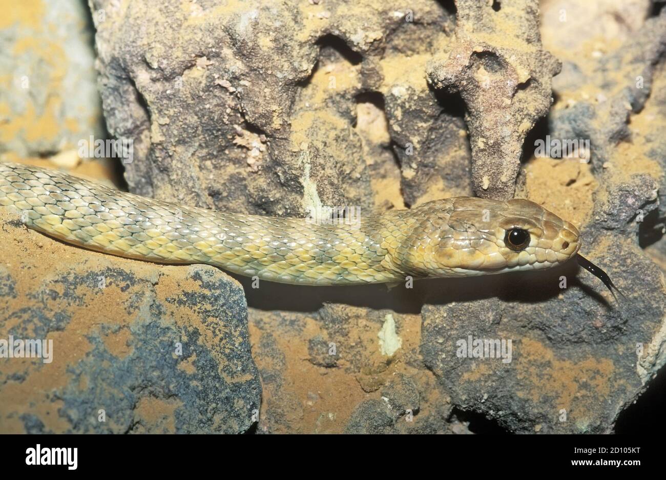 Eirenis coronelloides, Zwergracer aus dem Sinai - Schlange Stockfoto