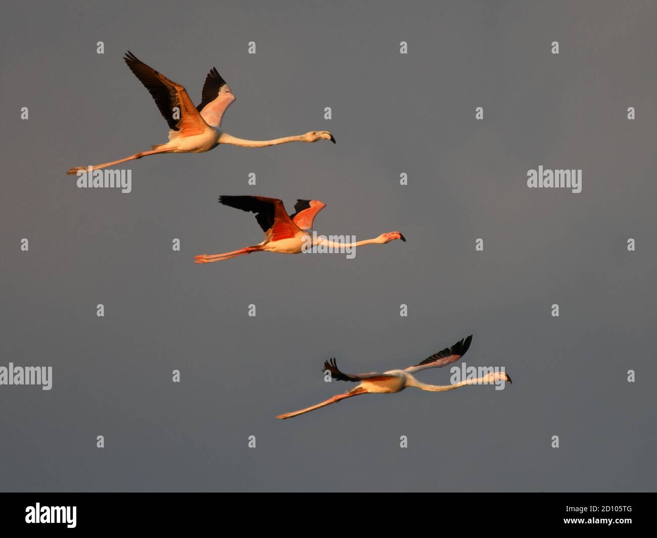 Großer Flamingo, Drillinge fliegen Stockfoto