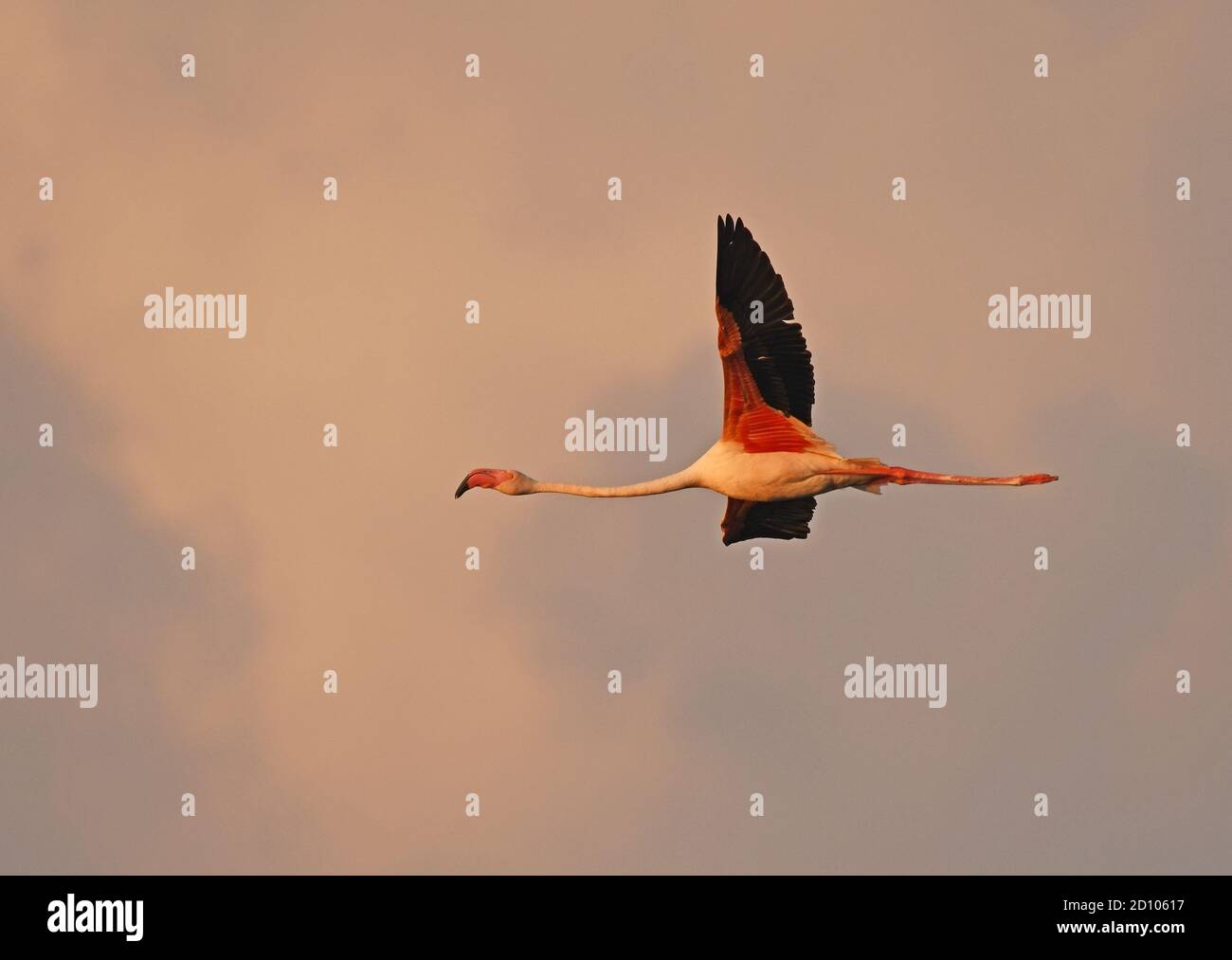 Einfacher Flamingo, der fliegt. Stockfoto