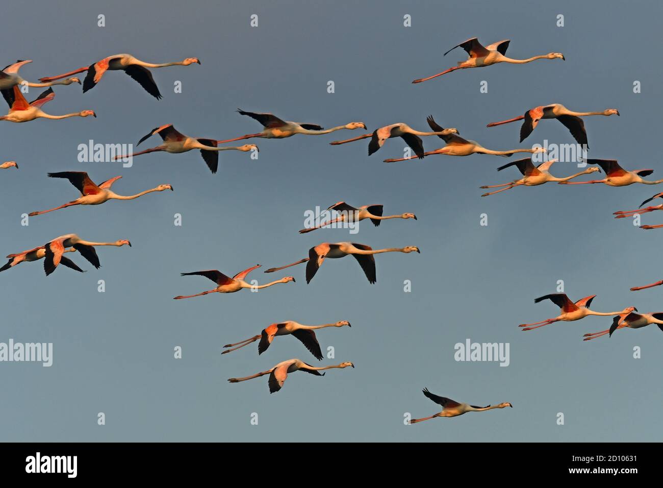 Flamingo - große Herde fliegen Stockfoto