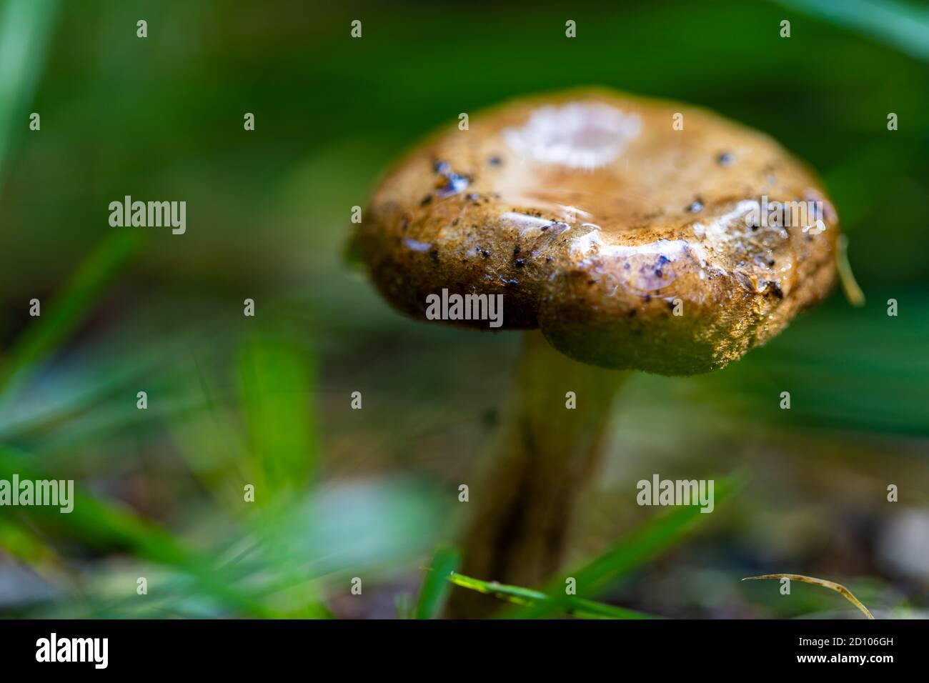 Schöne orange-braune Kappen von Flammulina velutipes allgemein als Samt bekannt Schafspilze, die häufig im Nationalpark gesehen wird In Lanaken Stockfoto