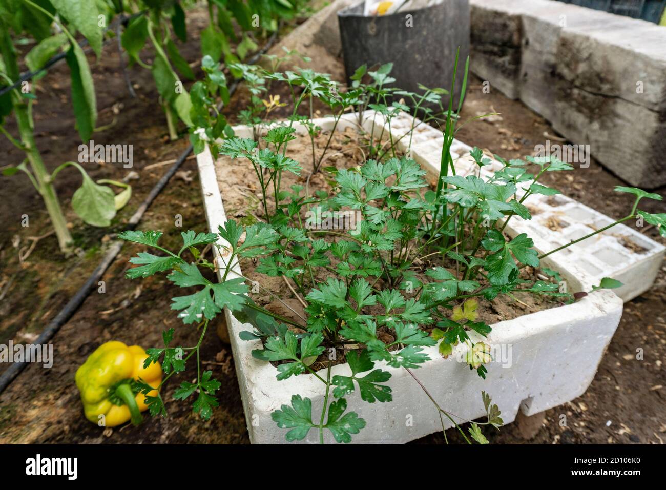 parley in einem großen weißen Blumentopf Stockfoto