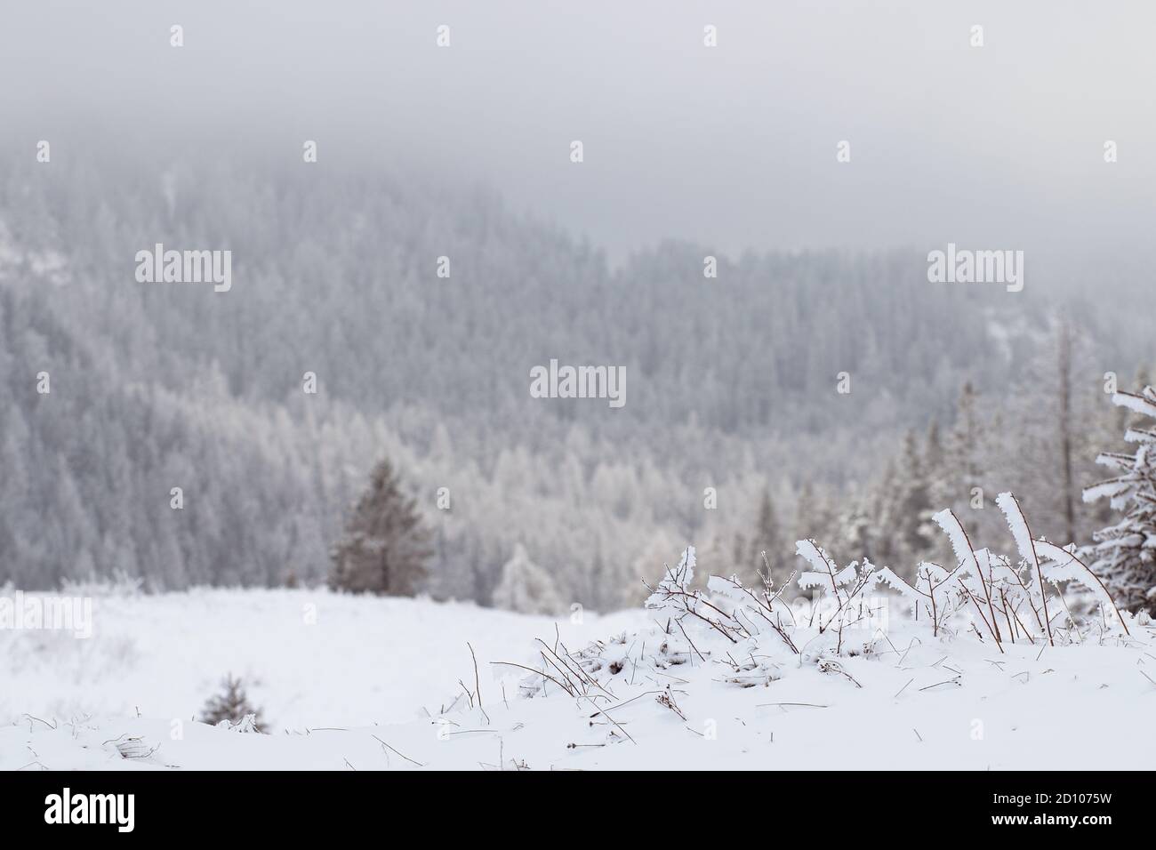 Winter frostige Landschaft nach Schneesturm. Schneebedecktes Gras mit Kiefernwald in der Natur. Stockfoto Winter frostige Landschaft nach Schneesturm. Schneebedecktes Gras mit Kiefernwald in der Natur. Stockfoto