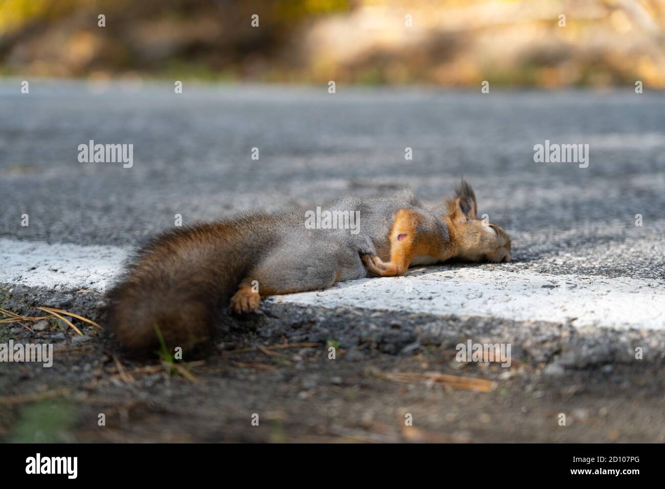 Ein totes Eichhörnchen liegt auf der Straße, wurde gerade von einem Auto getötet Stockfoto