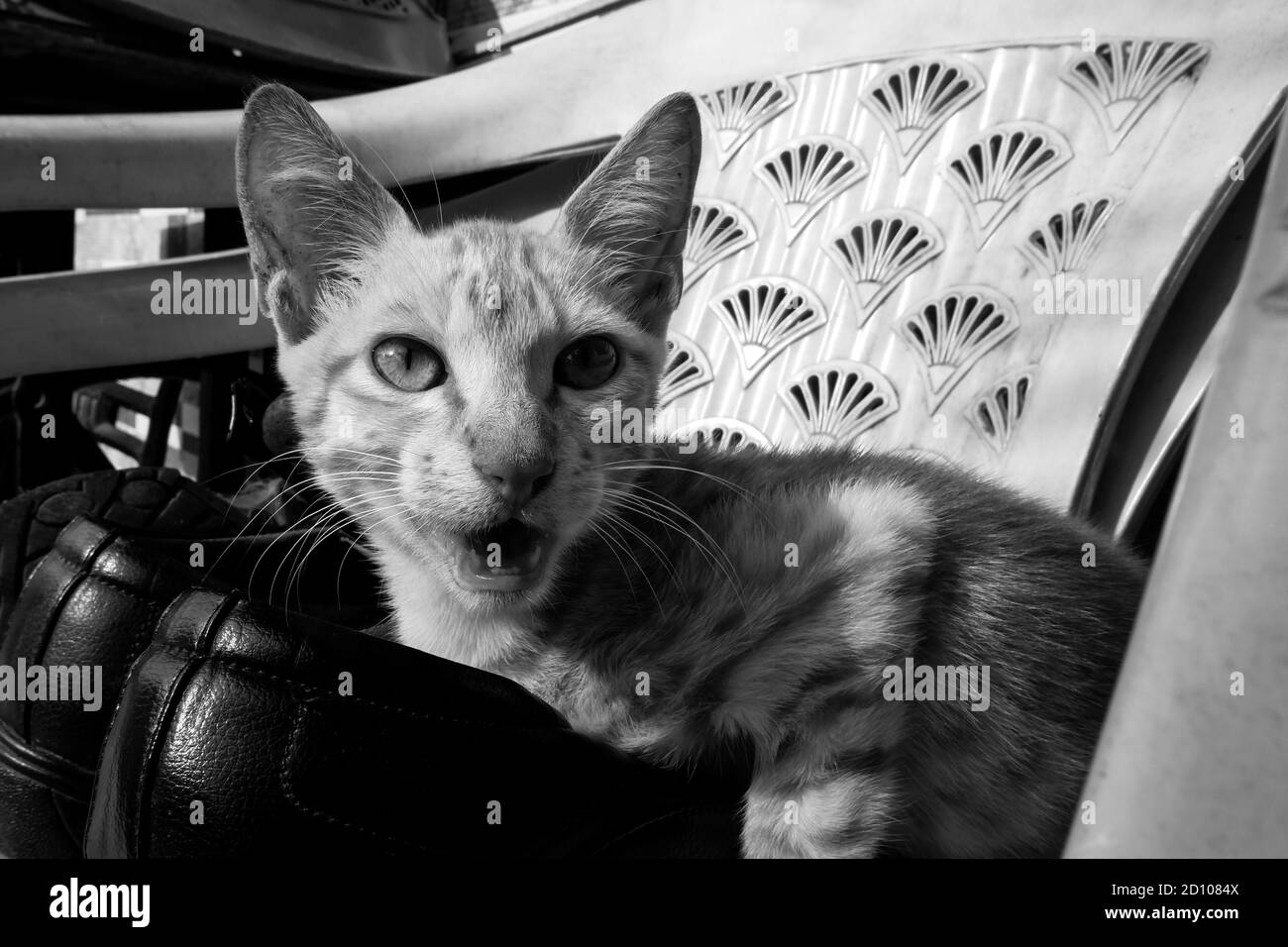 Ein Portrait von Whisker Kätzchen zu Hause in schwarz & Weißes Foto Stockfoto
