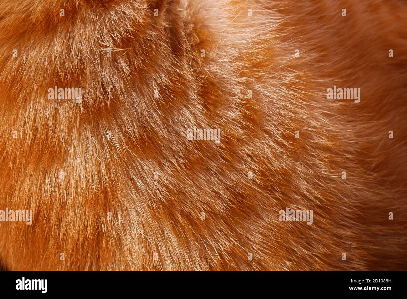 Eine Nahaufnahme von orange & weiß Katzenfell Textur Im Vollformat Stockfoto