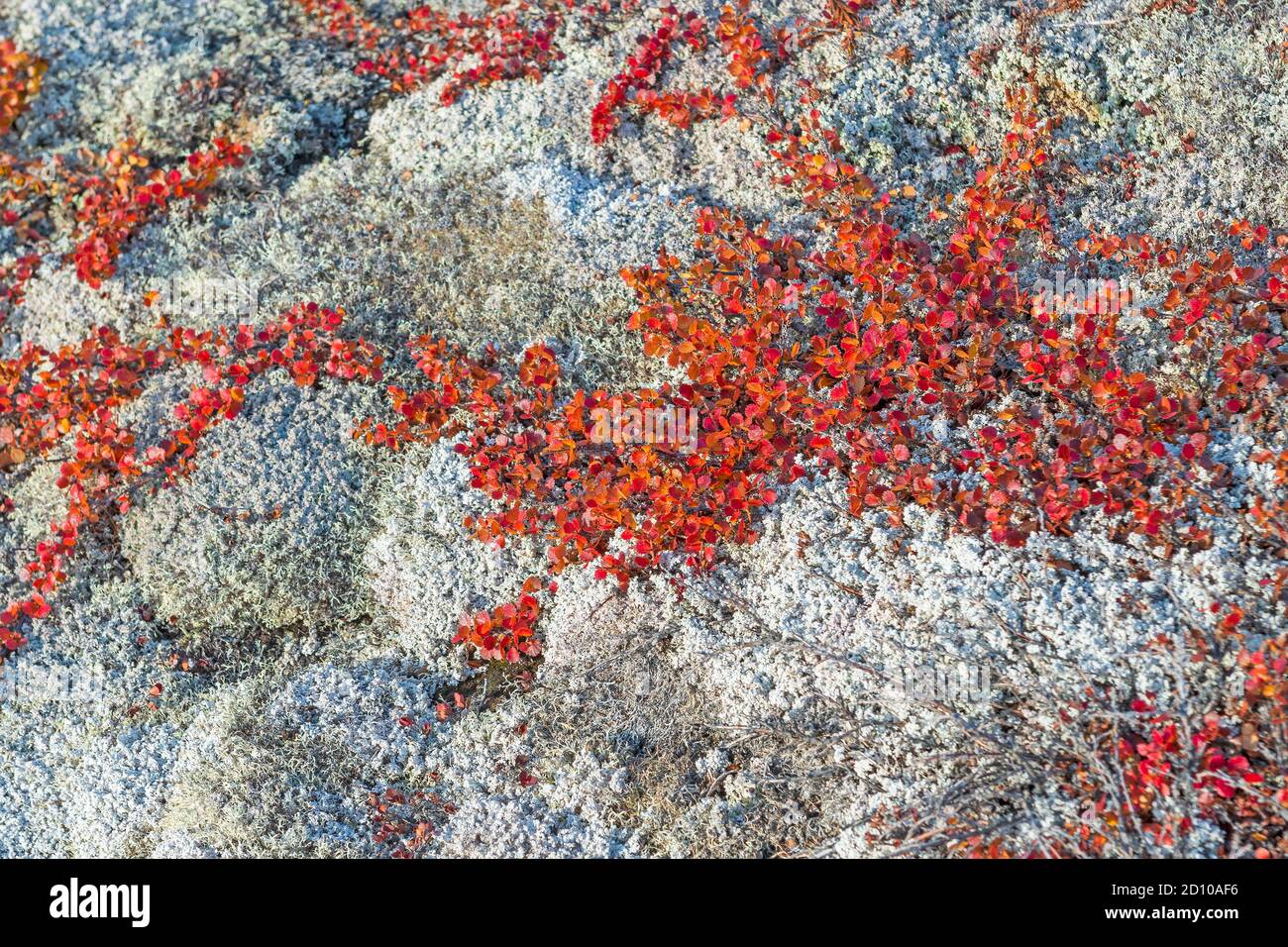 Arktische Weide in Herbstfarben bei Eqip Sermia in Grönland Stockfoto