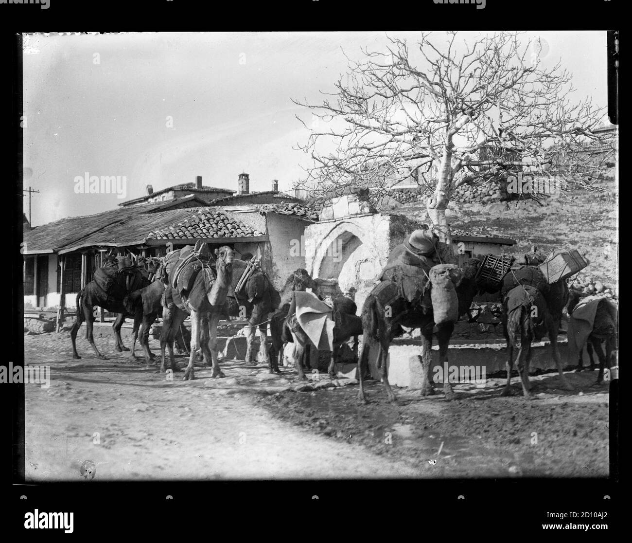 Westtürkei osmanische Kamelkarawane an einem öffentlichen Menzil Brunnen. Kamele und ein Esel werden in einem Menzil in einem Dorf im Winter um 1920 eingeweicht. Kopie einer trockenen Glasplatte, die aus der Sammlung Herry W. Schaefer stammt. Stockfoto