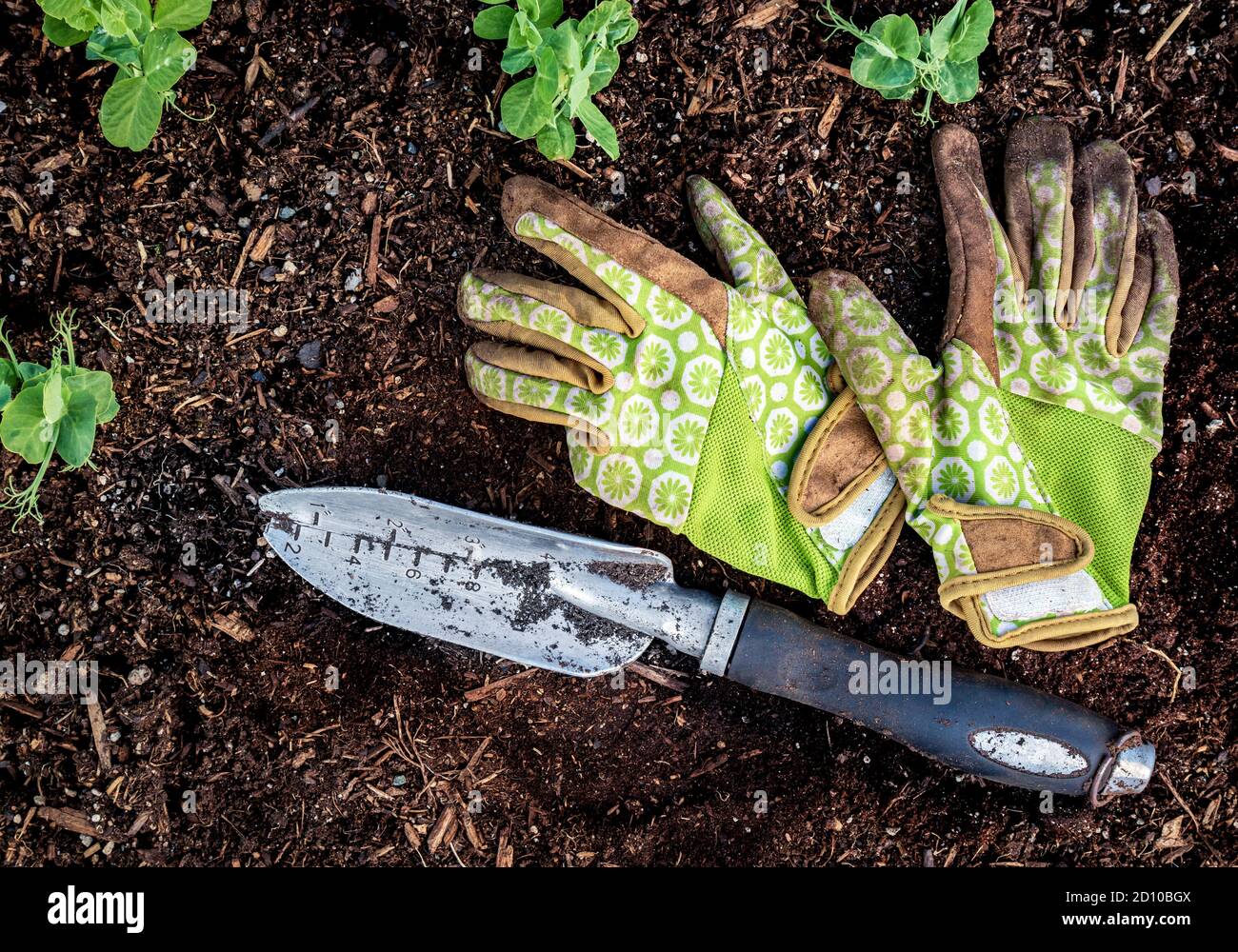 Schmutziges Paar Gartenhandschuhe mit Schaufel auf dem Boden. Draufsicht. Mehrere Erbsensämlinge sind sichtbar. Gartenkonzept. Stockfoto