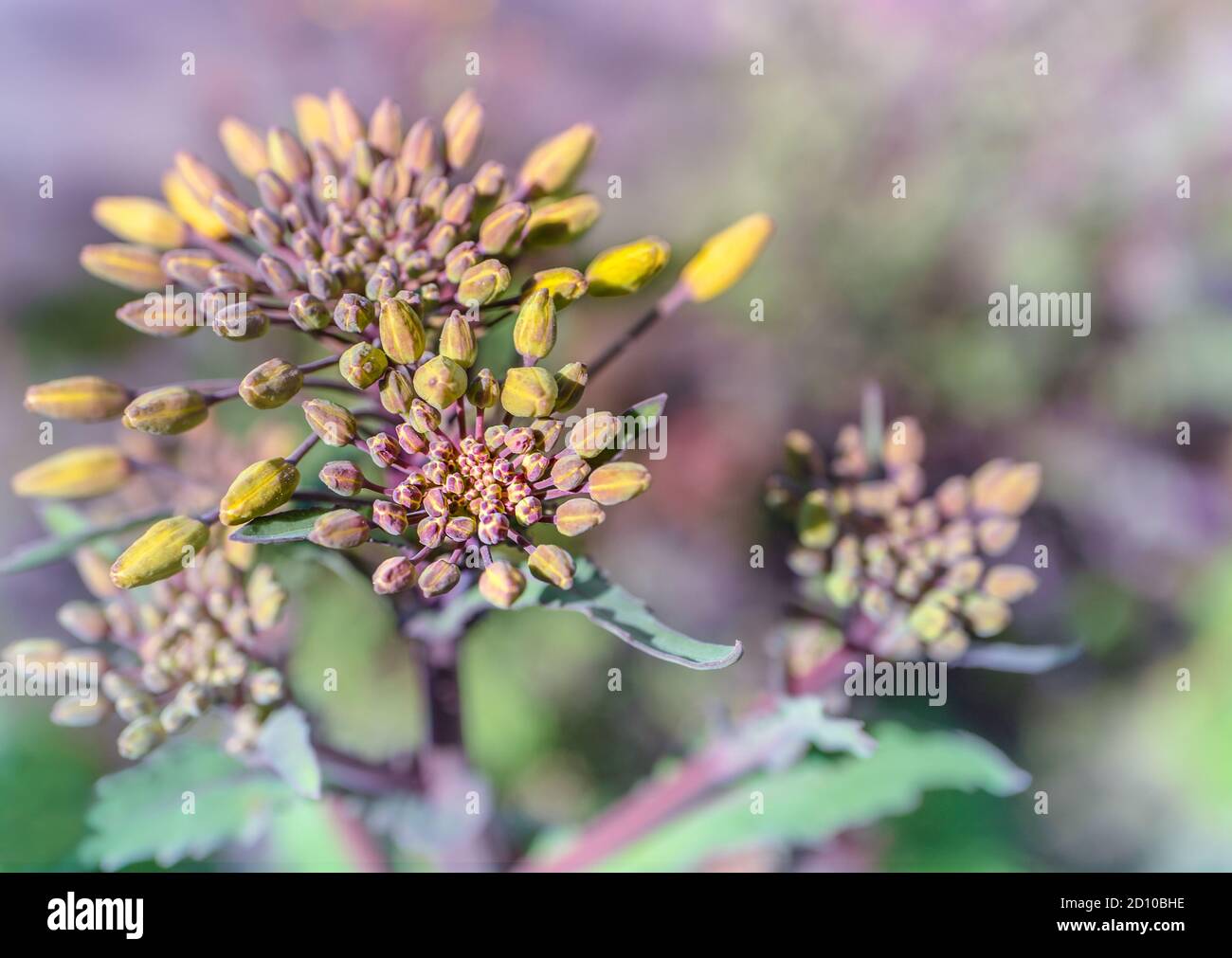 Nahaufnahme der roten russischen Grünkieferknospen (Brassica oleracea) bereit zum Blühen. Schöne Detail Aufnahme von gelben und lila geschlossenen Knospen mit lila Stielen. Stockfoto