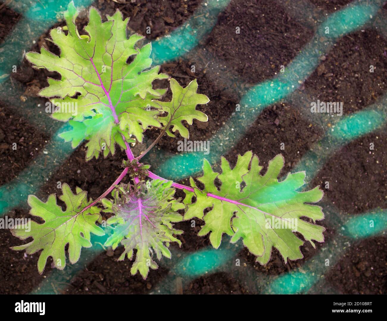 Kale Anlage mit Netz geschützt. Draufsicht, Rotes Russland. Pestizidfreier Schutz für brassica oder Kreuzblütler aus Kohl White Butterfly Stockfoto