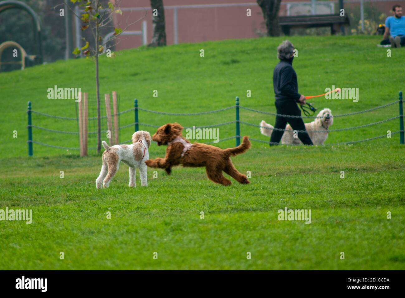 Duboce Park ist ein guter Ort, um sich zu entspannen, mit Ihren Hunden zu spielen und die Natur von San Francisco, CA, USA zu genießen. Stockfoto