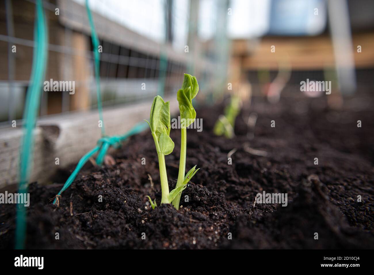 PEA-Sämling im Gemüsebett. Nahaufnahme. Dachgarten. Schneeerbsen, Zuckererbsen oder Schnapperbsen. Frühfrühlingsanpflanzung. Weicher Bokeh-Hintergrund mit Netzing Stockfoto