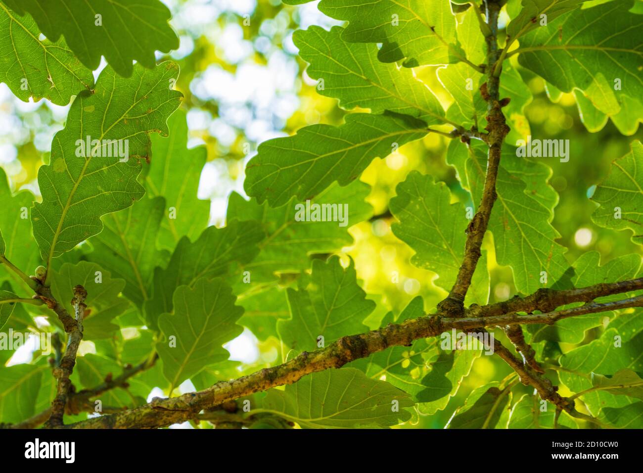 Sonnenschein scheint durch Baldachin von Eichenbaumblättern in Englisch Waldgebiet Stockfoto