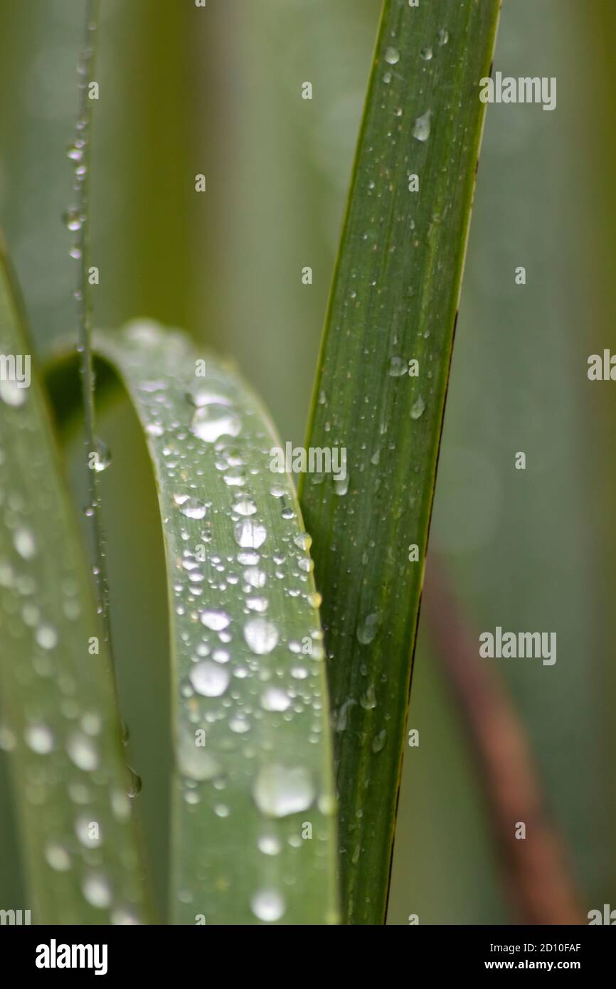 Regentropfen auf grünen Blättern nach einem regnerischen Tag mit viel Regen erfrischt die Natur mit Wasser als Lebenselixier im Regenwald, Grasland und Dschungel Stockfoto