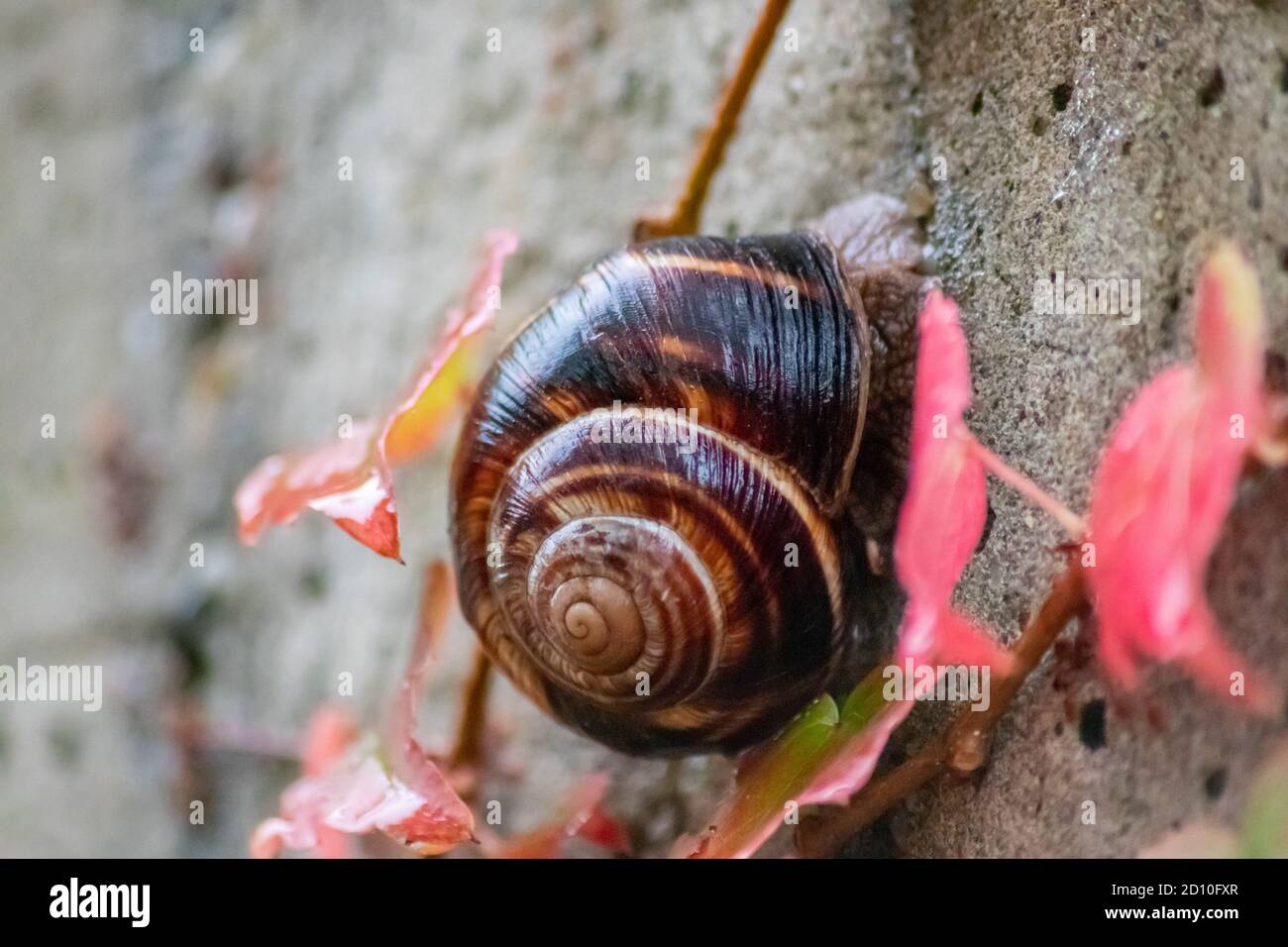 Große gestreifte Weinschnecke mit großer Schale in Nahaufnahme und Makroansicht zeigt interessante Details von Fühlern, Augen, Helix-Schale, Haut und Fuß Stockfoto