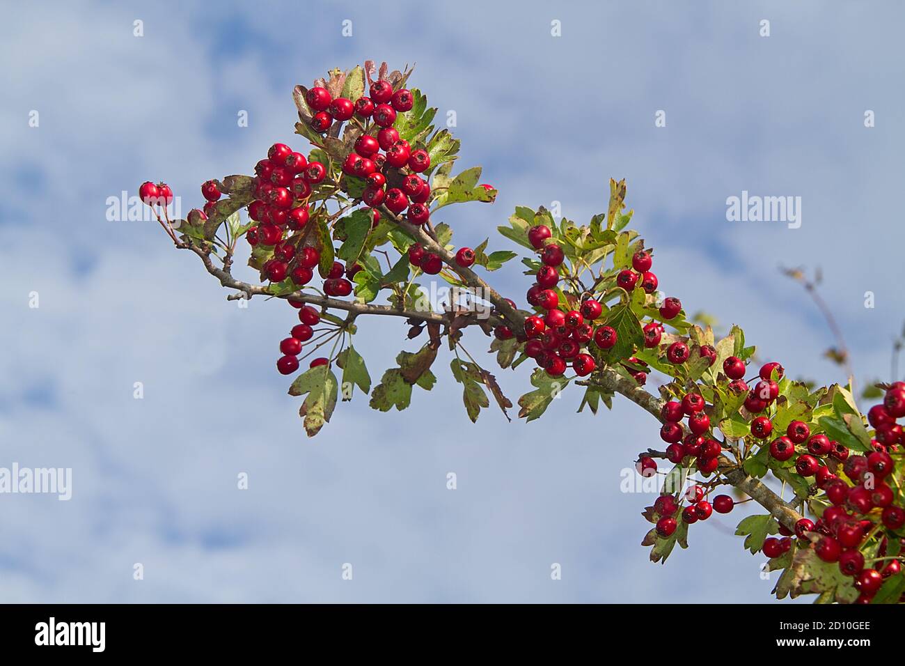 Zweig des Weißdorns, voll von dunkelroten Beeren, gegen den Himmel Stockfoto