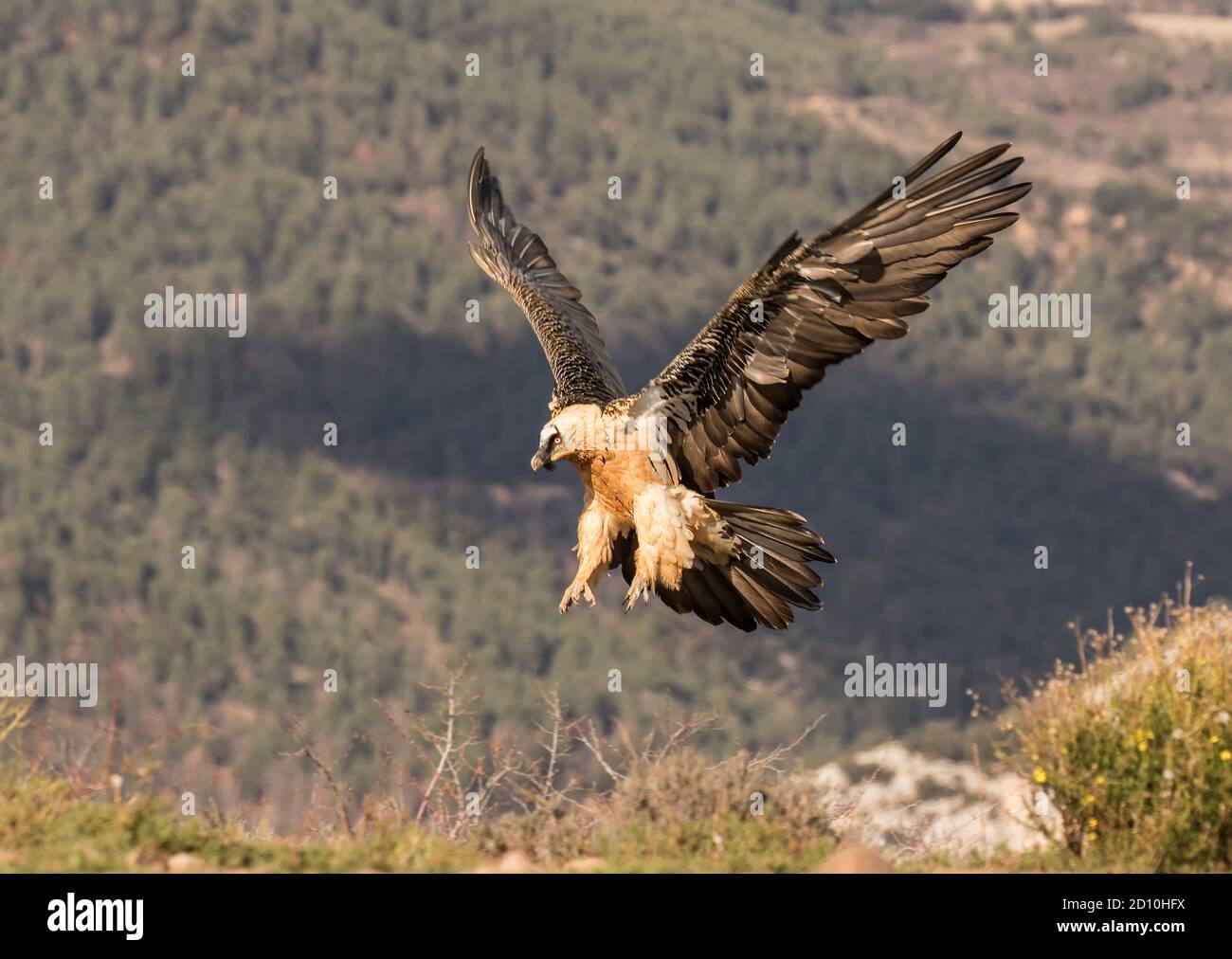 Bartgeier Stockfoto