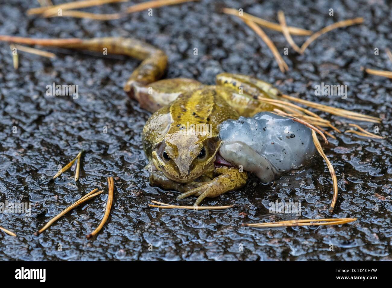 Toter Frosch - Rana temporaria - auf nasser Straße nach heftigem Regen in Großbritannien. Geschwollene Eierstöcke (Sterngelee), die neben dem Darm aus dem Frosch herausragen Stockfoto