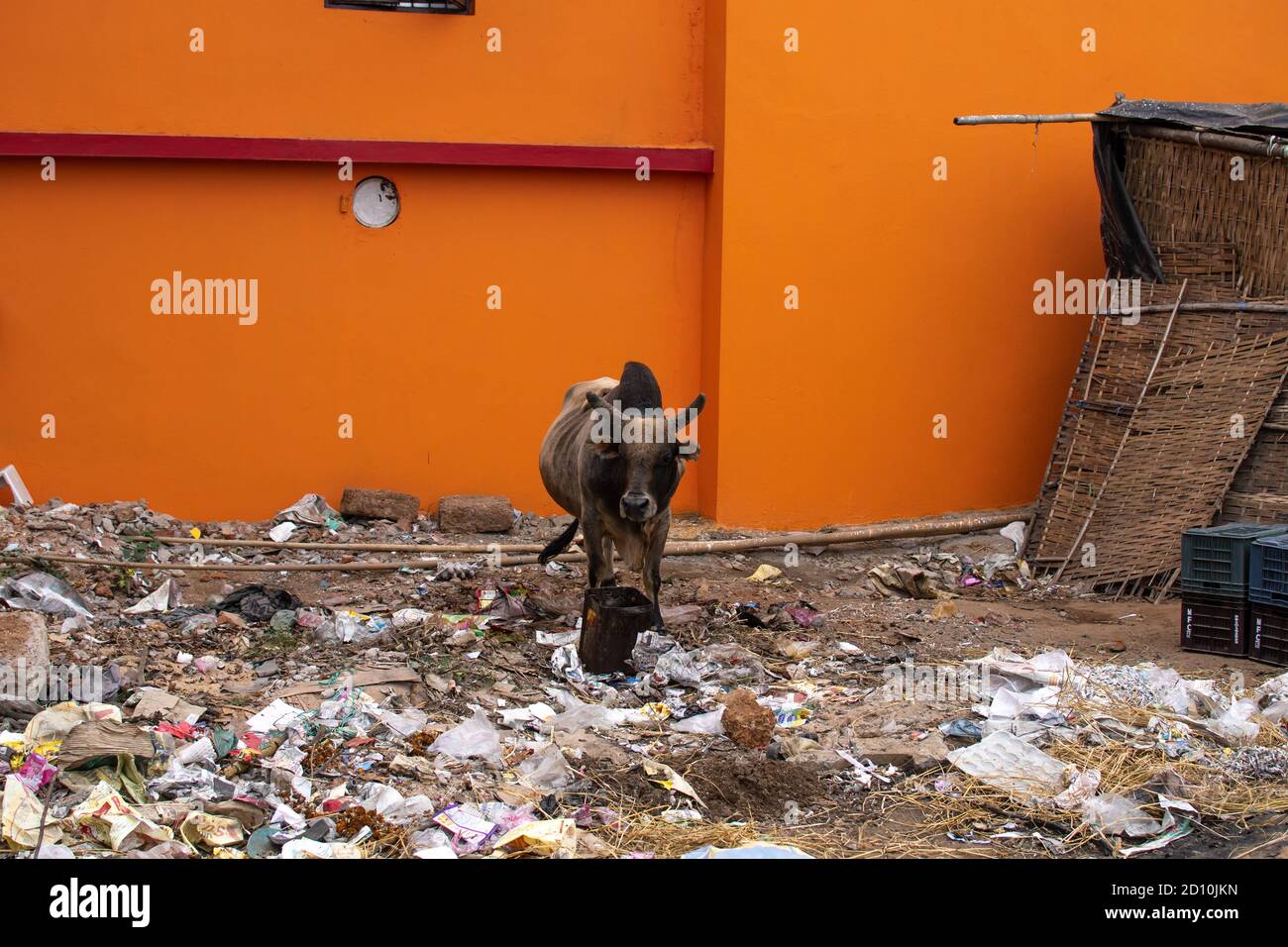 Eine braune Kuh vor einem orangefarbenen Gebäude, die in Haufen von Plastikmüll und Mülldeponien in Chennai, Tamil Nadu, Indien, steht Stockfoto