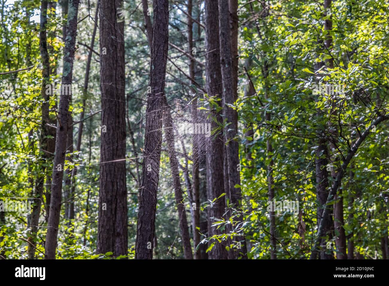 Eine große Spinne in der Mitte mit langen Beinen Auf einem großen Netz hoch oben die Bäume in der Wald an einem hellen sonnigen Tag im Frühherbst Stockfoto