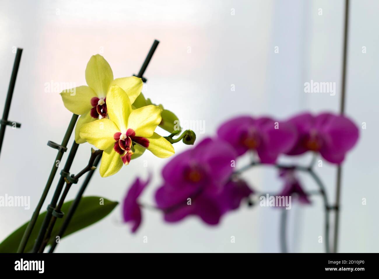 Ein Porträt einer gelben Orchideen, die einen Sonnenstrahl in einem Haus fangen. Im Rücken ist ihr ein Zweig voll von purpurnen Orchideenblüten im Schatten. Stockfoto