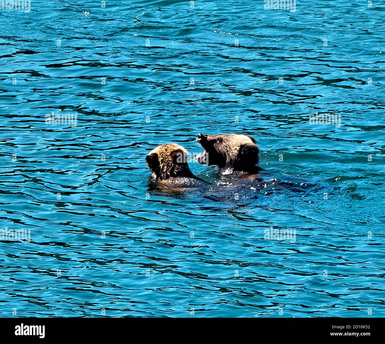 Grizzly Cubs spielen im Snake River, Oxbow Bend, Grand Teton National Park, Wyoming, USA Stockfoto