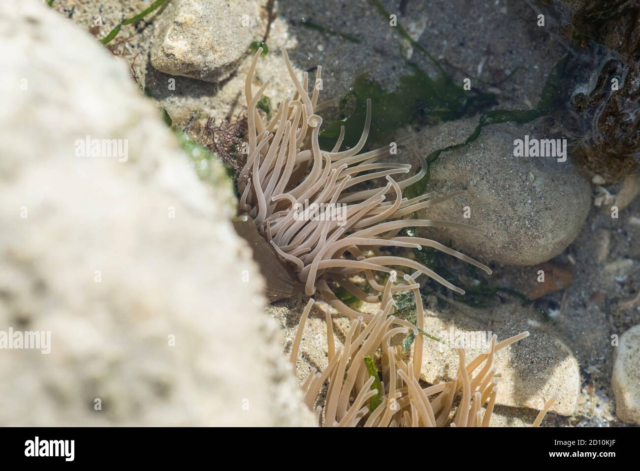 Snakelocks Anemone (Anemonia viridis) in einem Felsenbecken Stockfoto