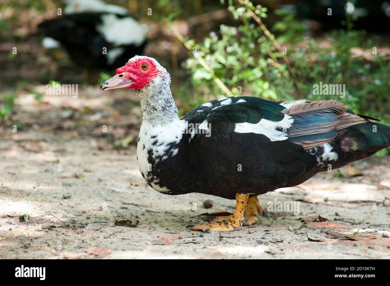 Schwarz-weiße Domestic Muscovy Ente, mit leuchtend roten Kügelchen auf dem Gesicht, genießen das schöne Wetter in einem Stadtpark in Huntsville, TX. Stockfoto