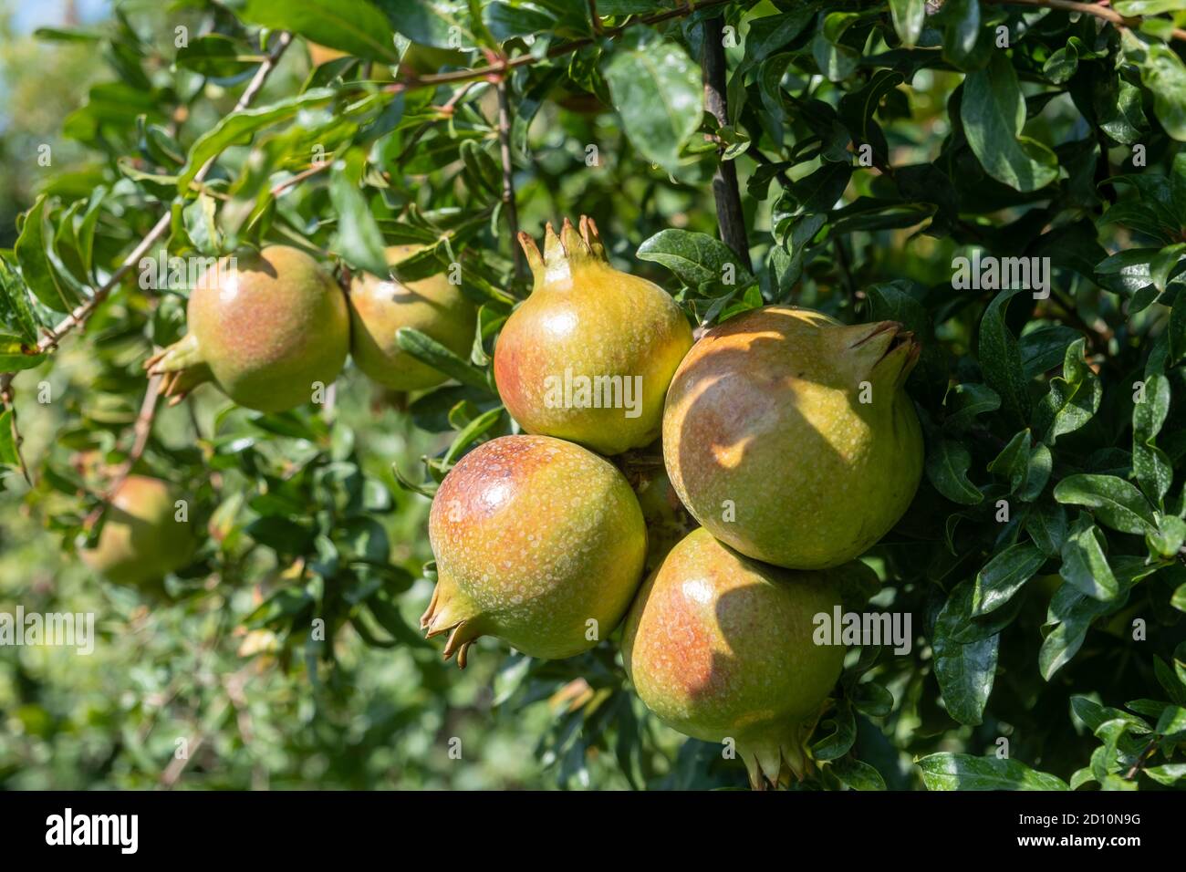 Gesundes Lifestyle-Konzept. Granatäpfel Bäume, frische Bio-Früchte voller Vitamine, Folsäure und antioxidative Eigenschaften. Reiche Ernährung Lebensmittel für V Stockfoto