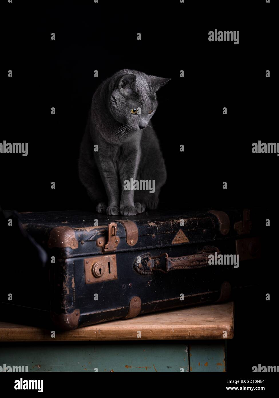 Eine verspielte, neugierige russische blaue Katze, die auf einem Koffer in einem Studio sitzt. Sein atemberaubendes graues Fell und sein neugieriger Ausdruck machen ihn zu einem idealen Subj Stockfoto