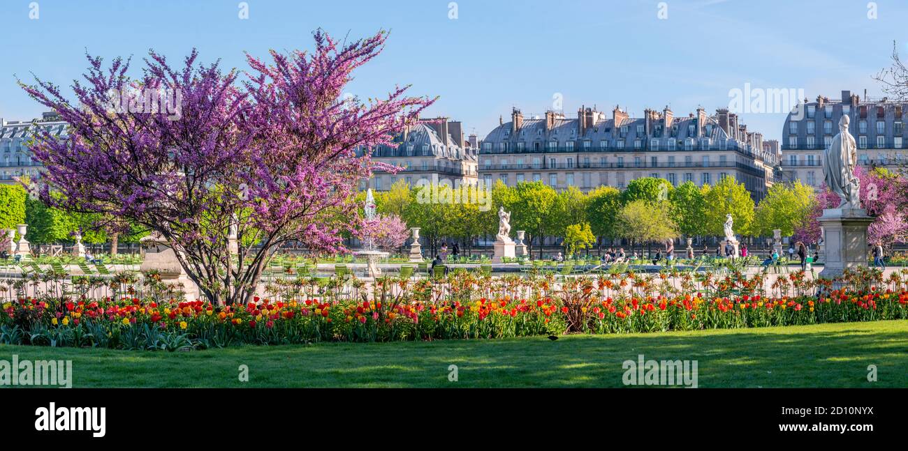 Panoramablick auf den Tuileries Park und den Louvre mit Blumen, Statuen, Brunnen und Kirschblüten im April - Frühling in Paris, Frankreich. Stockfoto
