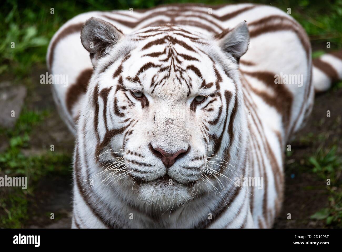 Weisse Tiger Blaue Augen Stockfotos Und Bilder Kaufen Alamy